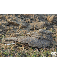 گونه شبگرد بلوچی Sykes Nightjar